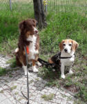 Social Walk I va bene Hundeservice I Hohen-Neuendorf
