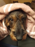 Hunde-Betreuung Glienecke Nordbahn-Va-Bene Hundeservice