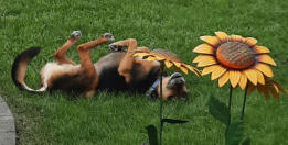 Hunde-Betreuung Hermsdorf-Va-Bene Hundeservice