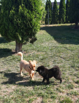 Hunde-Betreuung Hermsdorf-Va-Bene Hundeservice
