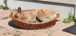 Hunde-Betreuung Hohen Neuendorf-Va-Bene Hundeservice