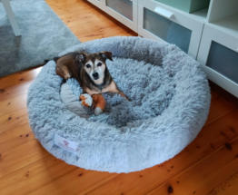 Hunde-Betreuung Hohen Neuendorf-Va-Bene Hundeservice