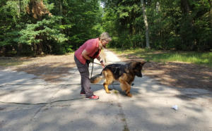 Hunde-Verhaltenstraining I va bene Hundeservice I Frohnau-Oberhavel 
