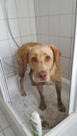 Va-Bene-Hundeservice I Hohen Neuendorf I Oberhavel