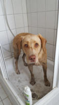 Va-Bene-Hundeservice I Hohen Neuendorf I Oberhavel