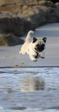 Va-Bene-Hundeservice I Social Walk I Hohen Neuendorf-Oberhavel I  Frohnau-Heiligensee-Hermsdorf