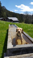Va-Bene-Hundeservice I Social Walk I Hohen Neuendorf-Oberhavel I  Frohnau-Heiligensee-Hermsdorf