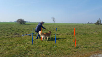 Va Bene-Hundeservice I  Heiligensee-Hermsdorf