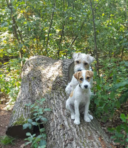 Va Bene-Hundeservice I  Hohen Neuendorf