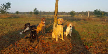 Va Bene Hundeservice I Berlin I Oberhavel I Beratung vor Hundekauf