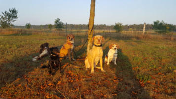 Va Bene Hundeservice I Berlin I Oberhavel I Beratung vor Hundekauf