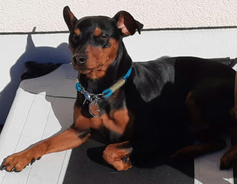  Va Bene Hundeservice I Frohnau I Hermsdorf I Heiligensee
