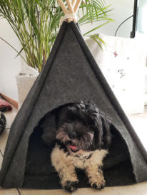  Va Bene Hundeservice I Hohen Neuendorf I Oberhavel