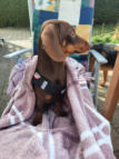  Va Bene Hundeservice I Hohen Neuendorf I Oberhavel