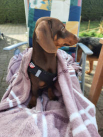  Va Bene Hundeservice I Hohen Neuendorf I Oberhavel
