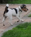 Va Bene Hundeservice I Hohen Neuendorf I Social Walk