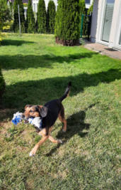  Va Bene Hundeservice I Social Walk I Frohnau I Hermsdorf I Heiligensee