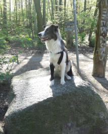  Va Bene Hundeservice I Social Walk I Frohnau I Hermsdorf I Heiligensee