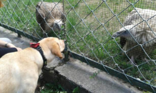  Va Bene Hundeservice I Social Walk I Frohnau I Hermsdorf I Heiligensee