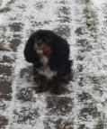  Va Bene Hundeservice I Social Walk I Frohnau I Hermsdorf I Heiligensee