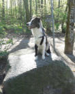  Va Bene Hundeservice I Social Walk I Frohnau I Hermsdorf I Heiligensee