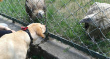  Va Bene Hundeservice I Social Walk I Frohnau I Hermsdorf I Heiligensee
