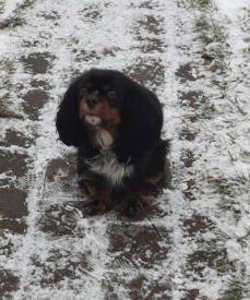  Va Bene Hundeservice I Social Walk I Frohnau I Hermsdorf I Heiligensee