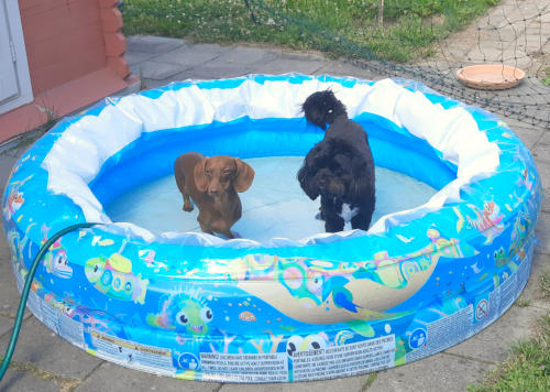 hundebetreuung I va bene hundeservice I Hohen Neuendorf